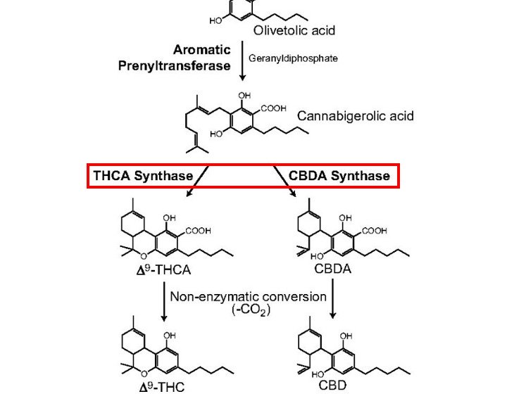 (Photo: Gagne et al., 2012)