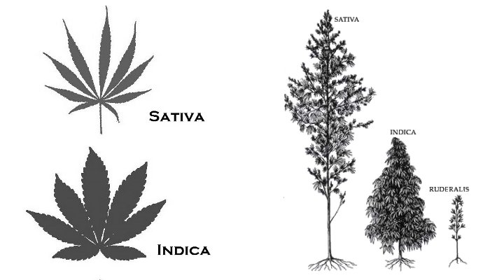 indica-vs-sativa-02-06-19